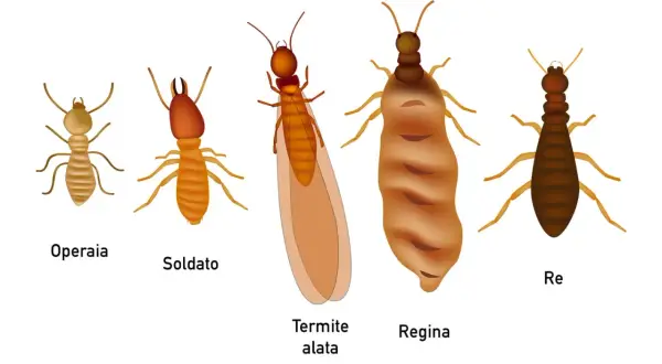 Le diverse caste di termiti: operaia, soldato, termite alata, regina e re. Essenziali per la disinfestazione termiti.