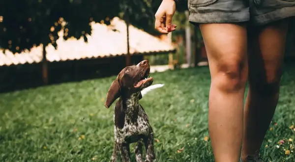 Szczeniak czeka na smakołyk, jakby dostał hydroksyzynę dla psa, pełen energii i radości.