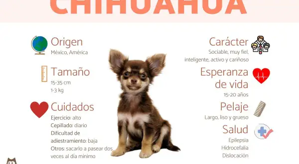 Un adorable chihuahua, con orejas grandes y pelaje marrón, parece un pequeño venado. La imagen detalla su origen, tamaño, cuidados, carácter, esperanza de vida, pelaje y salud.