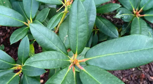 Gęste, zielone liście rododendrona. Idealny czas, kiedy sadzić rododendrony, to wiosna lub jesień, aby zapewnić im najlepszy start.