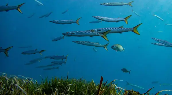 Bancos de barracudas y otros peces nadan en aguas azules, un espectáculo de la fauna del Cabo de Gata.