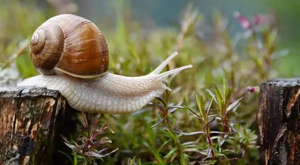 Un escargot avance sur un tronc d'arbre, peut-être à la recherche d'un remède de grand-mère contre les escargots.
