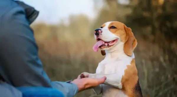 Jak wytresować beagle: skuteczne metody i najczęstsze błędy