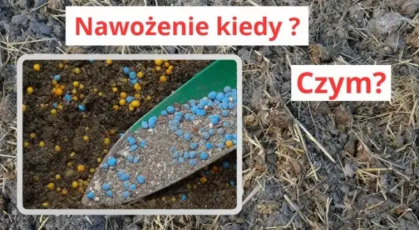 Nawóz Bontar kiedy stosować - najlepsze czasy na skuteczne nawożenie
