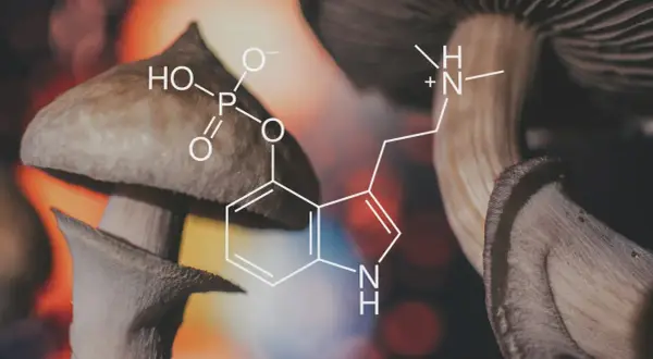 Grzyby psylocybinowe i wzór chemiczny psylocyny, substancji wywołującej halucynacje po grzybach.