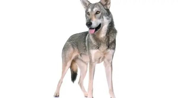 Un perro lobo de Saarloos, con pelaje grisáceo y ojos penetrantes, posa con la lengua fuera, mostrando su linaje salvaje.