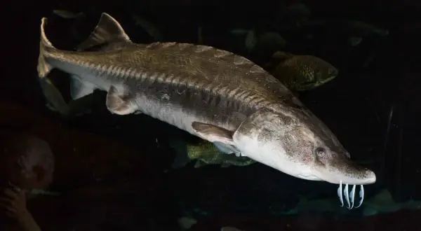 Un esturgeon, le poisson qui donne le précieux caviar, nage dans les profondeurs sombres.