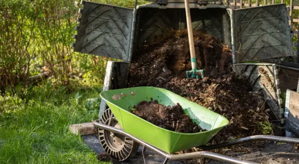 Zielona taczka pełna ziemi obok kompostownika, gdzie widoczny jest nawóz organiczny i widły.