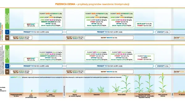 Programy nawożenia i biostymulacji pszenicy ozimej: przykłady, dawki i fazy rozwoju roślin. Kluczowe dla pszenica bilans.
