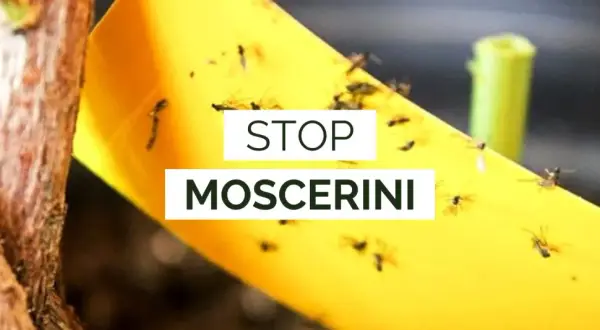 Nastro giallo cattura moscerini fastidiosi. Il bicarbonato può essere un rimedio naturale per le tue piante.