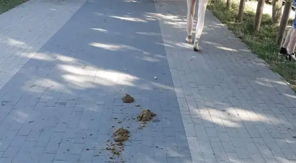 Czy można jeździć konno po chodniku? Oto nieznane przepisy i kary