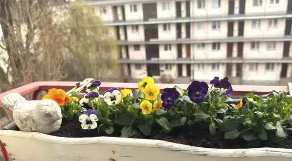 Kolorowe bratki w skrzynce na balkonie, kwitnące od wiosny do jesieni, cieszą oko.