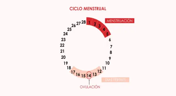 Diagrama del ciclo menstrual, mostrando la menstruación, los días fértiles y cuándo ovula una mujer, alrededor del día 14.