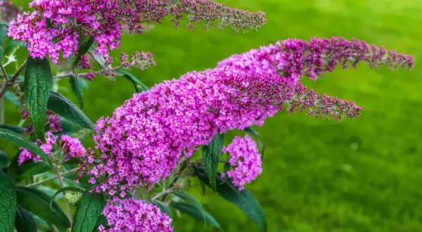 Buddleja davidii, auch Schmetterlingsflieder genannt, blüht in leuchtendem Lila vor einem grünen Hintergrund.