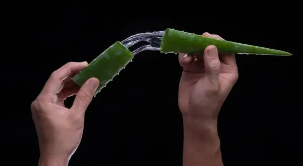 Hände halten zwei Aloe-Vera-Stücke, aus denen ein klarer Saft fließt. Aloe vera bei verbrennungen – eine natürliche Linderung.