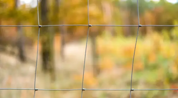 Siatka leśna tworzy tło dla jesiennego lasu.