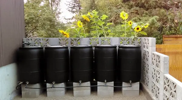 A DIY rain barrel system with four black barrels connected by hoses, set on concrete blocks behind a decorative cinder block wall. Sunflowers bloom above.