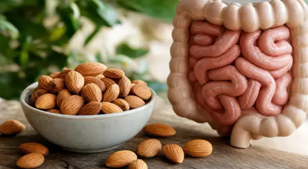 Mandorle in una ciotola accanto a un modello di intestino. Le mandorle fanno andare in bagno, grazie alle fibre che aiutano la digestione.