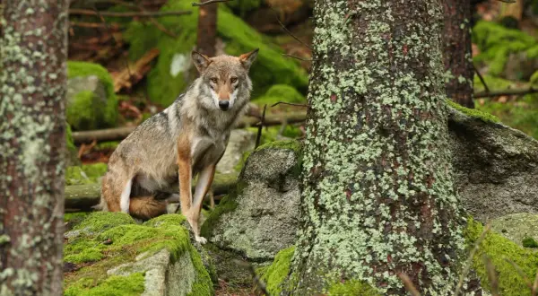 Un lobo gris posa entre rocas cubiertas de musgo en un bosque.