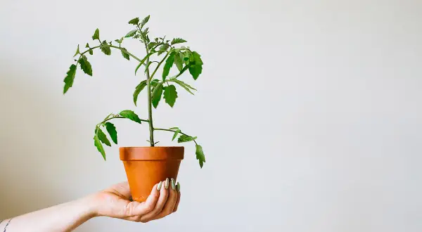 En hand håller en kruka med en tomatplanta. Snart blir det dags att tjuva tomater från denna lilla planta.