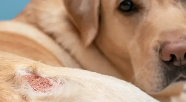 Primer plano de un perro con una zona irritada en la piel, posiblemente por ácaros en perros.