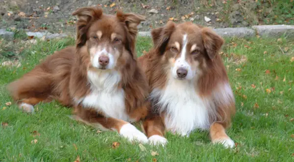 Zwei braune Mini Australian Shepherds liegen entspannt im Gras.