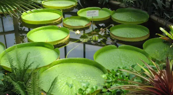 Gigantyczne lilie wodne w ogrodzie botanicznym Liberec. Woda odbija zieleń liści i szklany dach oranżerii.
