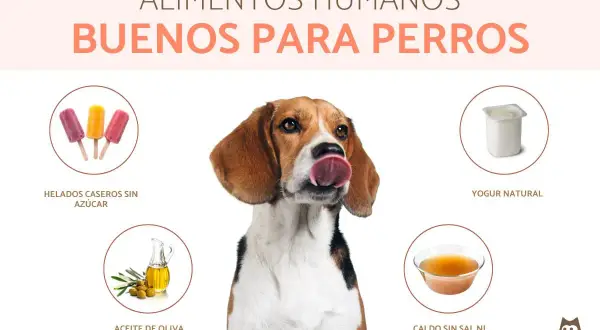 Un beagle saborea la idea de comida saludable para perros: helados sin azúcar, yogur natural, aceite de oliva y caldo sin sal.