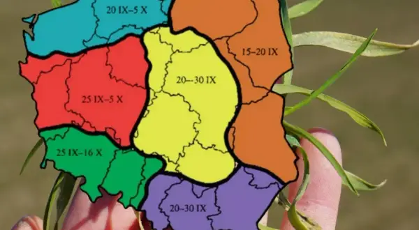 Mapa Polski z podziałem na regiony i datami, kiedy siać buraki. Różne kolory oznaczają różne terminy siewu.