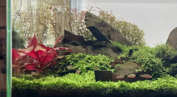 Un aquarium planté avec des poissons rouges nageant parmi la verdure luxuriante. La **Proserpinaca palustris** forme un tapis dense, contrastant avec les feuilles rouges vives et les rochers sombres.