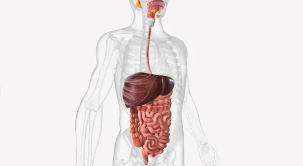 Anatomia układu pokarmowego człowieka z widocznym jelitem czczym, wątrobą i przełykiem.