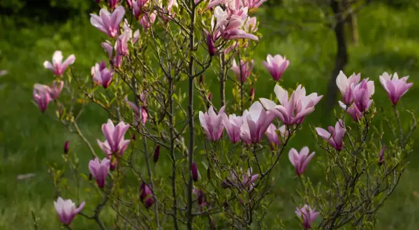 Kwitnąca magnolia, z różowymi kwiatami i pąkami, pokazuje, jak szybko rośnie magnolia.