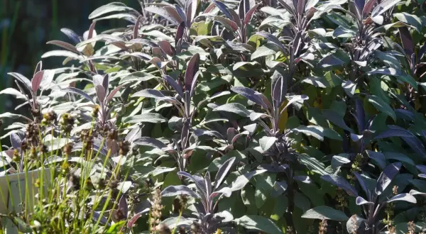 Ein Salbeibusch im Sonnenlicht. Die Blätter sind leicht violett und weich. Salbei wird oft für seine beruhigende Wirkung auf den Schlaf geschätzt.
