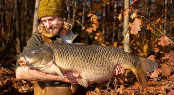 Glücklicher Angler hält stolz einen riesigen Karpfen im Herbstwald. Ein erfolgreicher Tag beim Karpfen angeln im Herbst.