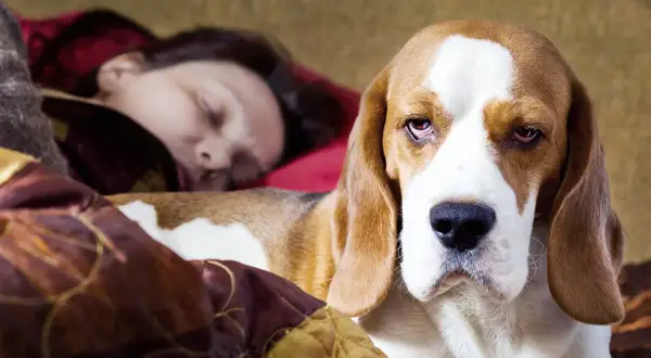 Un beagle duerme pegado a su humano. El perro parece un poco triste, pero está cómodo.