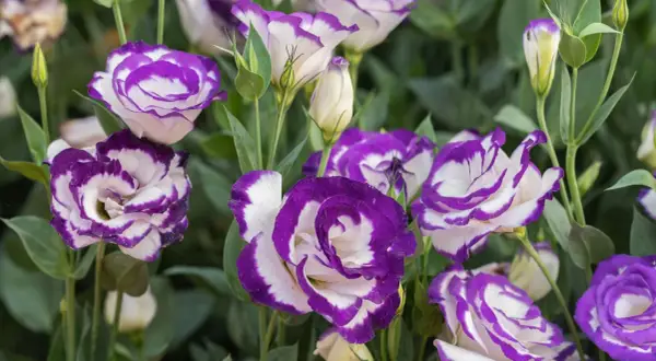 Urocza eustoma w doniczce, z fioletowo-białymi płatkami, tworzy piękny bukiet.