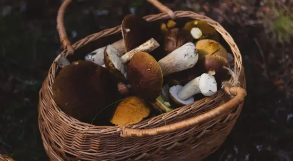 Kiedy rosną grzyby w lesie? Kalendarz i warunki dla grzybiarzy