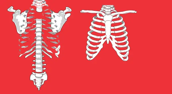 Szkielet klatki piersiowej z widocznymi żebrami i kręgosłupem. Ilustracja może pomóc zrozumieć objawy pękniętego żebra.