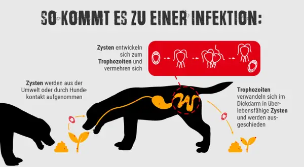 Schema erklärt, wie ein Hund Giardien aufnimmt und wie sich die Parasiten im Körper vermehren.