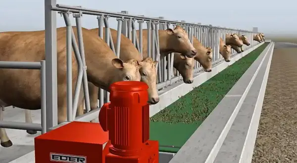 Bydło opasowe pobiera paszę treściwą z koryta. Czerwony dozownik Eder feedstar zapewnia optymalny skład paszy.