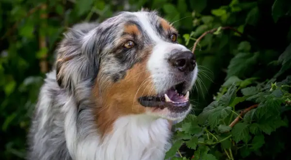 Ein wunderschöner Australian Shepherd mit auffälligen Augen und einem breiten Grinsen. Vielleicht sucht er nach Ideen für australian shepherd namen?
