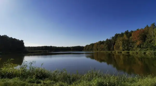 Spokojne jezioro otoczone jesiennym lasem, z widocznym brzegiem porośniętym trawą.