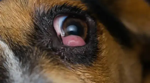 Primer plano del ojo de un perro con conjuntivitis, mostrando los ojos rojos y la membrana nictitante.