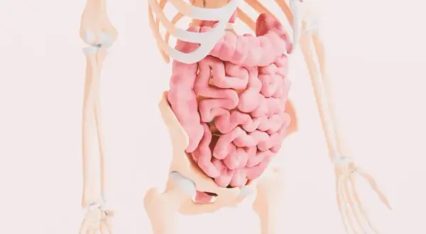 Anatomia jelit w szkielecie. Zrozumienie, celiakia co to, jest kluczowe dla zdrowia układu pokarmowego.
