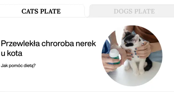 Kot z przewlekłą chorobą nerek otrzymuje pomoc dietetyczną.
