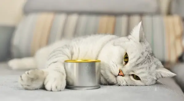 Graue Katze liegt neben einer Dose Futter, die sie kaum anrührt. Sie hat wohl keinen großen Hunger.