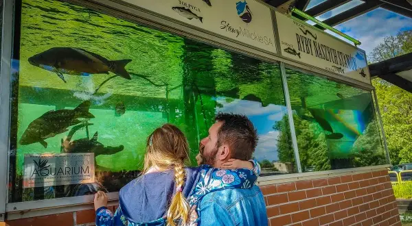 Ojciec z córką oglądają ryby w akwarium w Miliczu, Dolina Baryczy. Widać karpie i inne gatunki ryb.