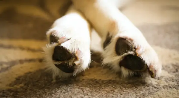 Nahaufnahme von Hundepfoten, die sich auf einem Teppich putzen. Der Hund leckt seine Pfoten, vielleicht aus Langeweile oder psychischer Anspannung.