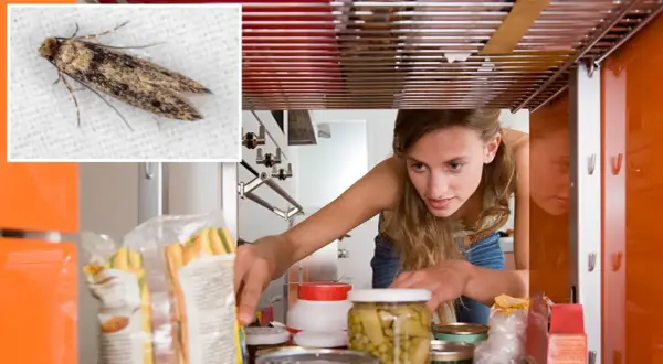 Une femme inspecte son garde-manger, cherchant comment se débarrasser des mites alimentaires. Une mite est visible en gros plan.