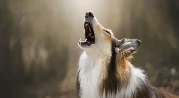 Un perro de pelaje tricolor aúlla con la boca abierta, como si mi perro ladra cuando me voy y me extrañara mucho.
